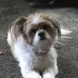 Meet your Posher, Gregg